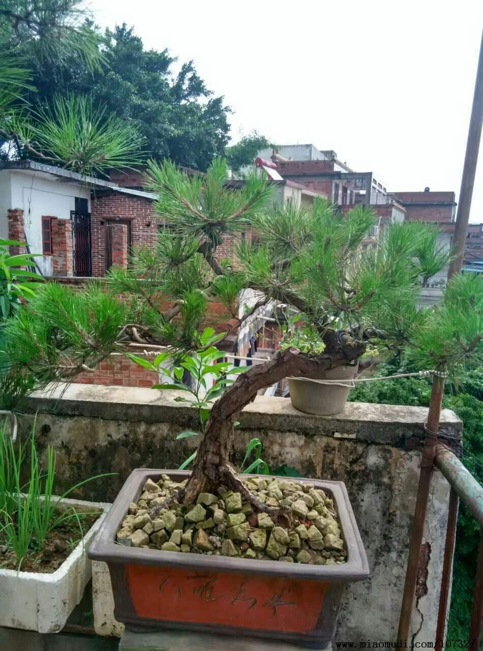 植物大戰(zhàn)僵尸2國際版最新版本,植物大戰(zhàn)僵尸2國際版最新版本的游戲魅力與策略深度解析