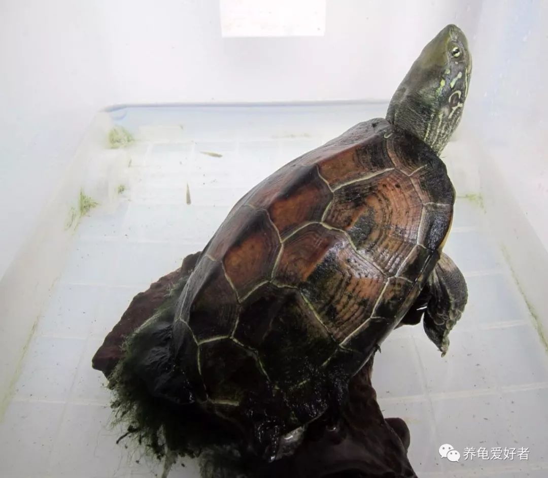 最新龜友網(wǎng)最新龜價(jià)一,最新龜友網(wǎng)最新龜價(jià)一網(wǎng)打盡