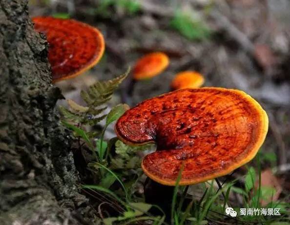 靈芝最新研究,靈芝最新研究進(jìn)展，挖掘潛力巨大的天然寶庫(kù)