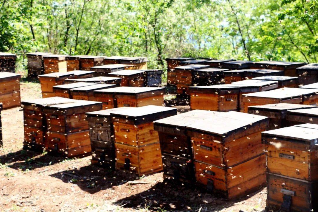 最新式蜂箱,最新式蜂箱，革新設(shè)計(jì)引領(lǐng)蜜蜂養(yǎng)殖業(yè)的變革