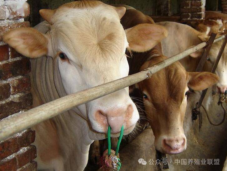 最新養(yǎng)牛技術(shù),最新養(yǎng)牛技術(shù)，引領(lǐng)畜牧業(yè)革新