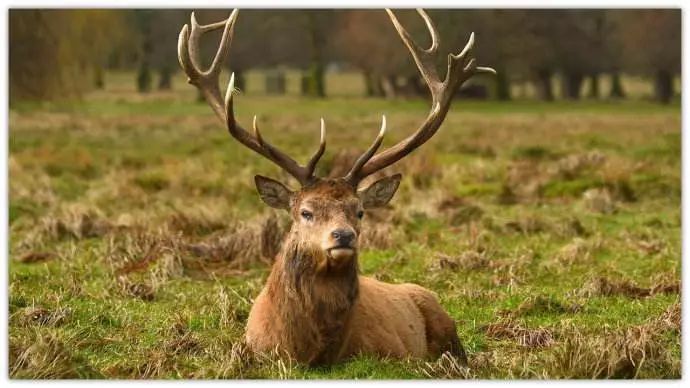 澳門一碼一肖一待一中四不像亡,澳門一碼一肖一待一中四不像亡——探索與解析