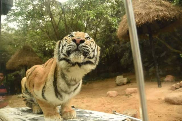 2024新澳門今天晚上開什么生肖,探索未來(lái)幸運(yùn)之門，關(guān)于新澳門今晚生肖預(yù)測(cè)的思考