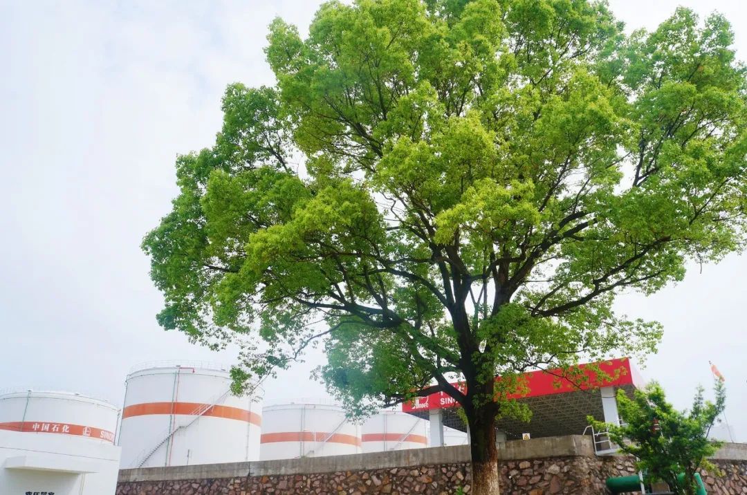 澳門三中三碼精準(zhǔn)100%,澳門三中三碼精準(zhǔn)，揭秘背后的犯罪真相