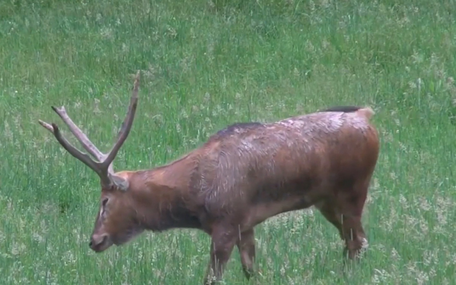 四不像正版 正版四不像鳳凰,四不像正版與正版四不像鳳凰，探索正版文化的獨特魅力