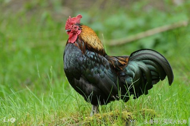 2025新澳今晚資料雞號(hào)幾號(hào)財(cái)安,探索未來(lái)之門，新澳今晚資料雞號(hào)與財(cái)安之路展望