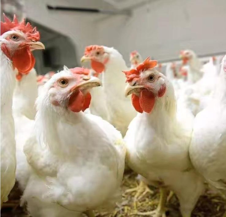 2025新澳今晚資料雞號(hào)幾號(hào),探索未來，關(guān)于新澳今晚資料雞號(hào)的深度解析