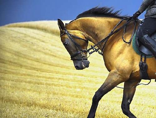 四不像正版資料,四不像正版資料的探索與價(jià)值