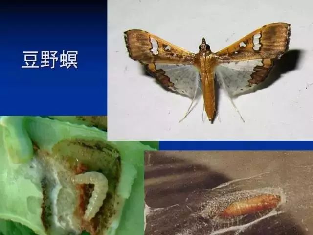 澳門最精準(zhǔn)龍門蠶的資料,澳門最精準(zhǔn)龍門蠶的資料詳解