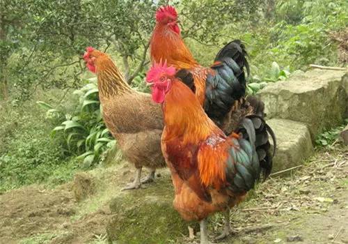 2025新澳今晚資料雞號幾號,探索未來之門，關于新澳今晚資料雞號的深度解析與預測（2025年展望）