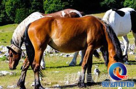 2025今晚澳門開特馬四不像,探索未知，今晚澳門特馬四不像的奧秘（2025年）