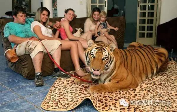 四不像今晚必中一肖059期 09-13-25-40-43-45Q：49,四不像今晚必中一肖，探索神秘?cái)?shù)字與生肖的交匯點(diǎn)（第059期分析）