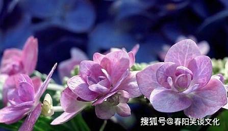 管家婆一碼一肖最經(jīng)典的一句039期 04-21-22-29-34-45X：29,管家婆一碼一肖，經(jīng)典預(yù)測中的智慧與神秘